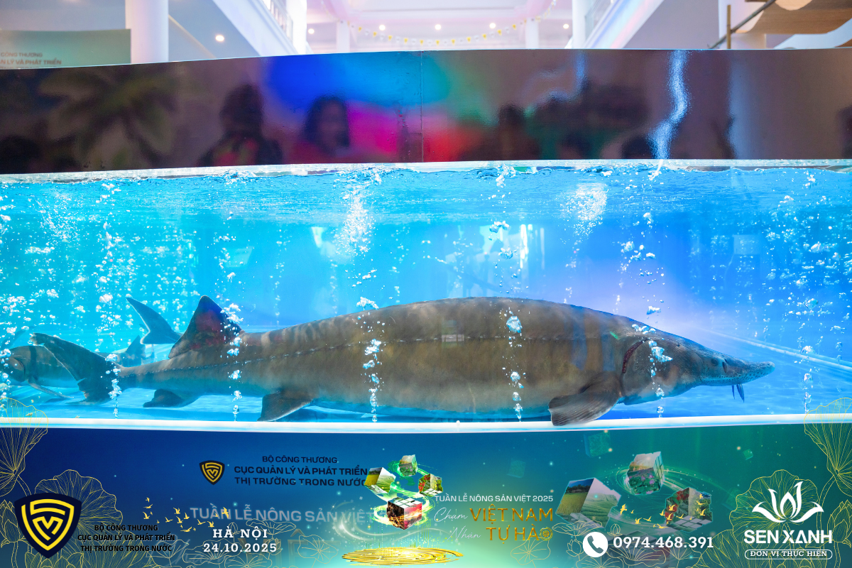 Chú các tầm Siberia được đấu giá Chú các tầm Siberia được đấu giá