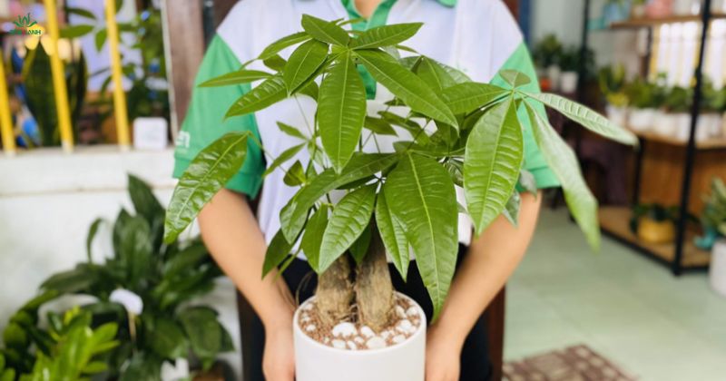 C&acirc;y phong thuỷ